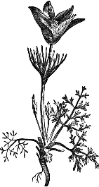 Anemone